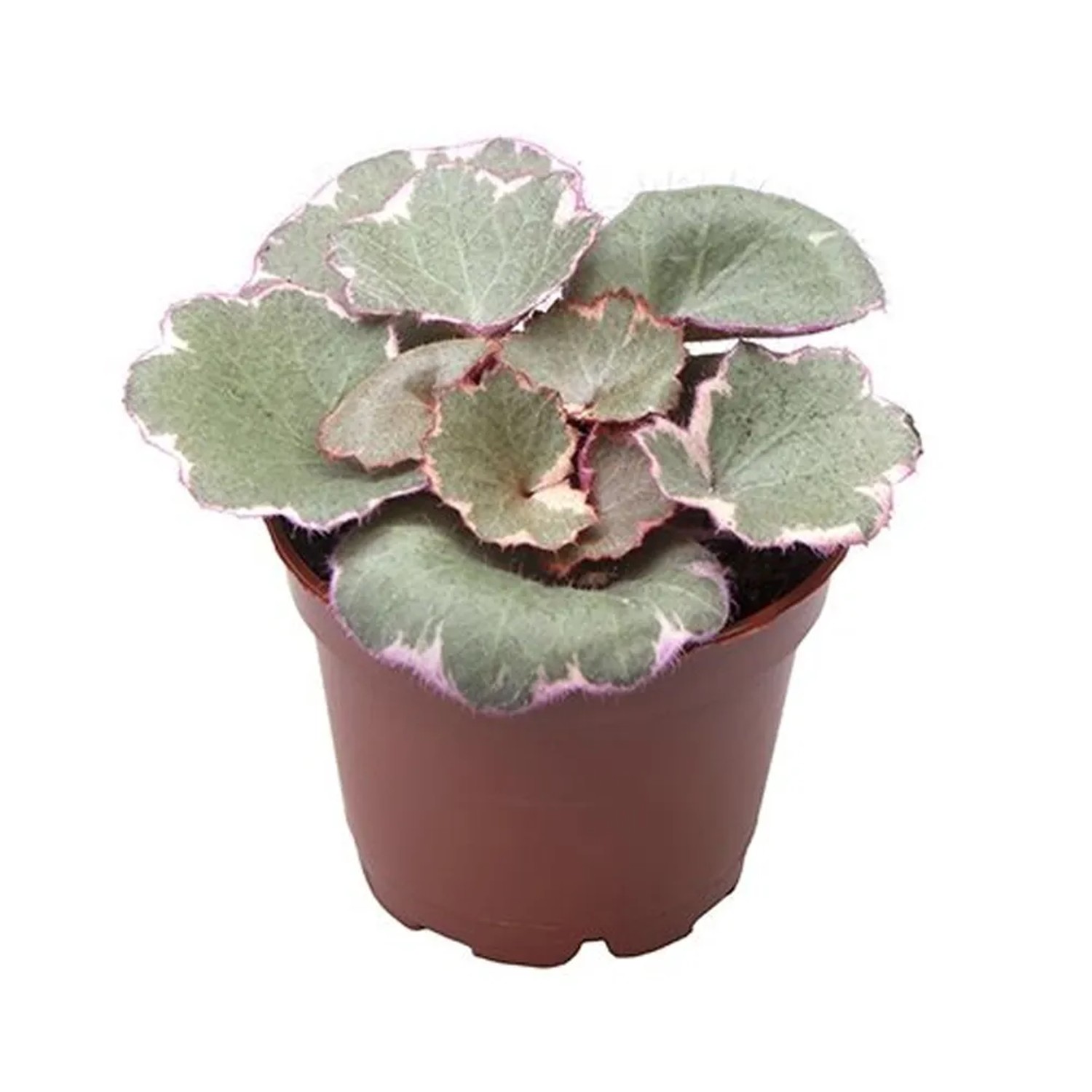 Skalnica cienista (Saxifraga Variegata)