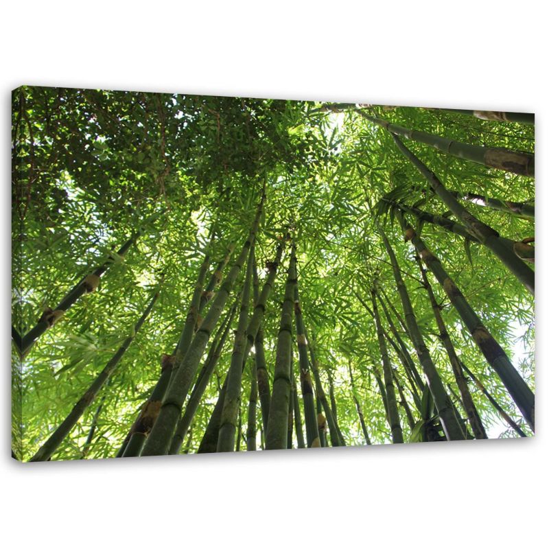 Obraz na płótnie Feeby Las bambusowy zielony pejzaż 60x40cm 1szt