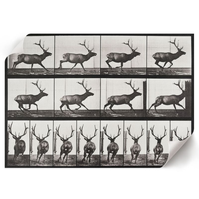 Plakat Ścienny ArtPrintCave 42x29,7 cm Lokomocja zwierząt Eadweard Muybridge 1 szt.