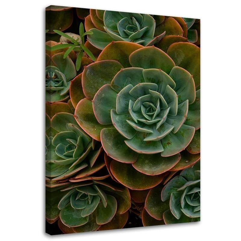 Obraz na płótnie Feeby Sukulent zielony kwiat 20x30cm 1szt