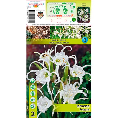 2 db, Pókliliom (Hymerocallis) Festalis - Hagymák: Mod de ambalare: 2 db