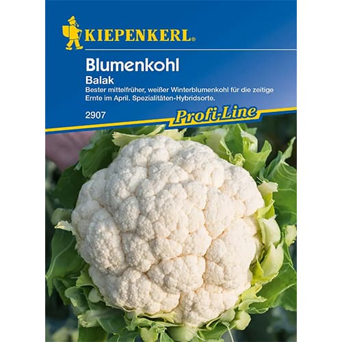 1 szt, Blumenkohl Balak F1 - Samen: Ilość w opakowaniu: 1 Stück