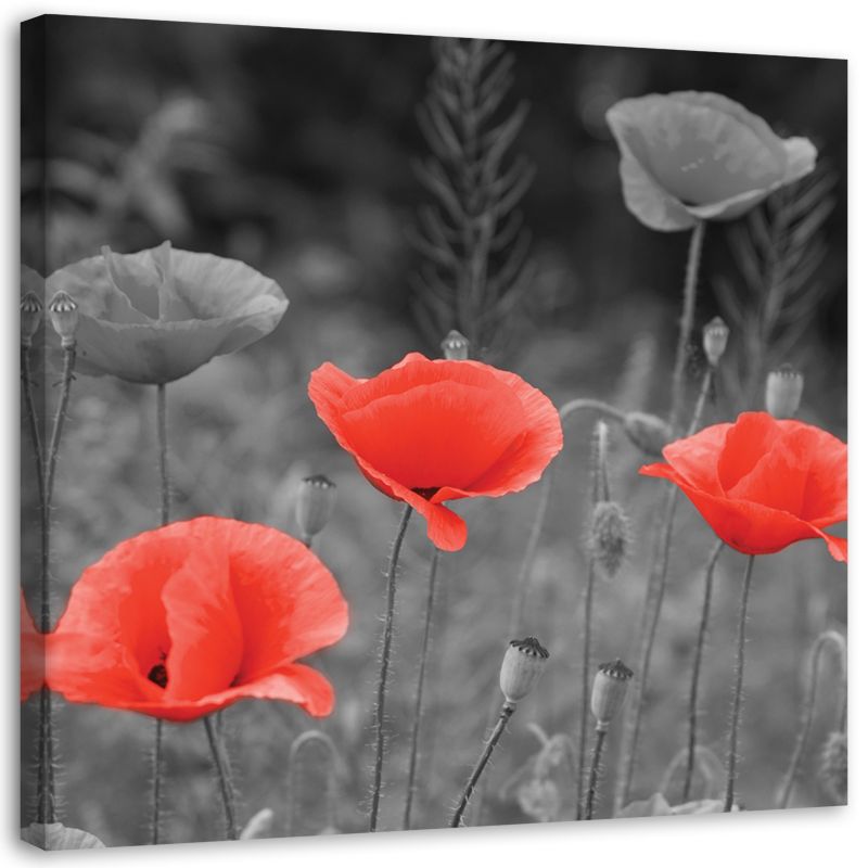 Obraz na płótnie Feeby Maki polne kwiaty natura 60x60cm 1szt