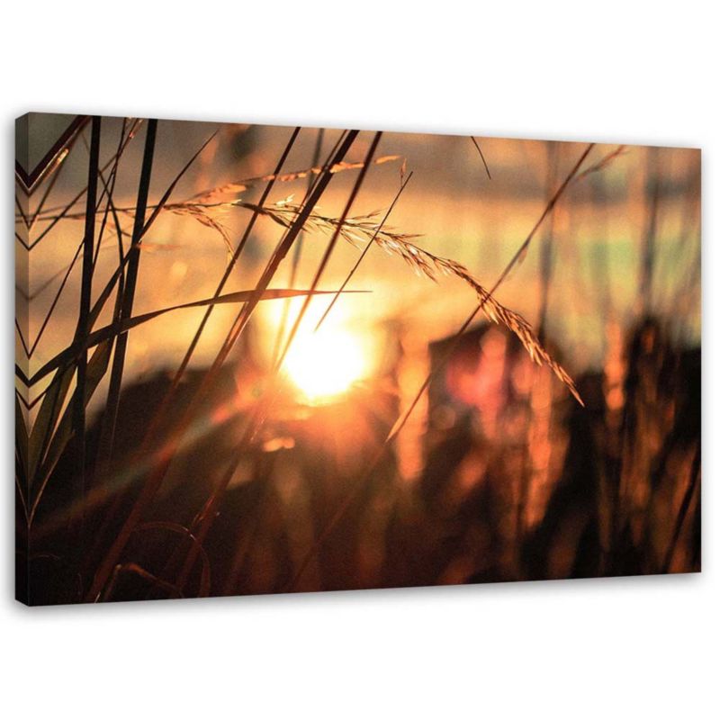 Obraz na płótnie Feeby Kłosy w słońcu 60x40cm 1szt