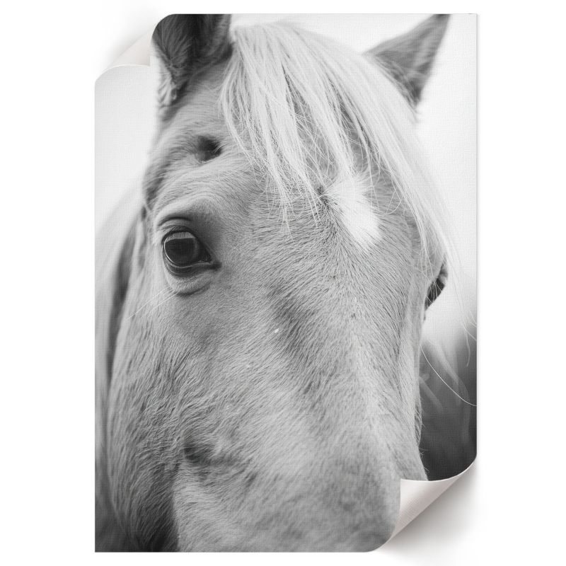 Plakat Premium ArtPrintCave 29,7x42 cm Koń portret Christian Rock 1 szt.
