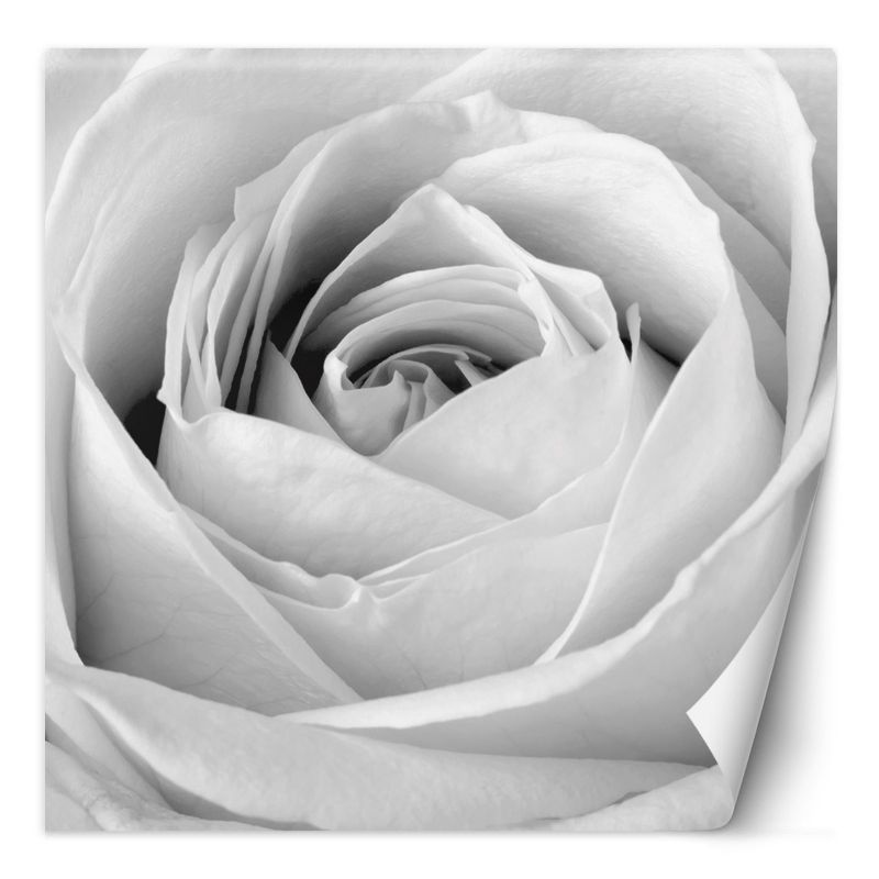Fototapeta Feeby Biała róża kwiat natura 150x150 1 szt