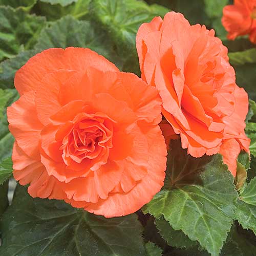 1 szt, Begonia bulwiasta wielkokwiatowa Smolicka łososiowa - Nasiona: Ilość w opakowaniu: 0.1 g