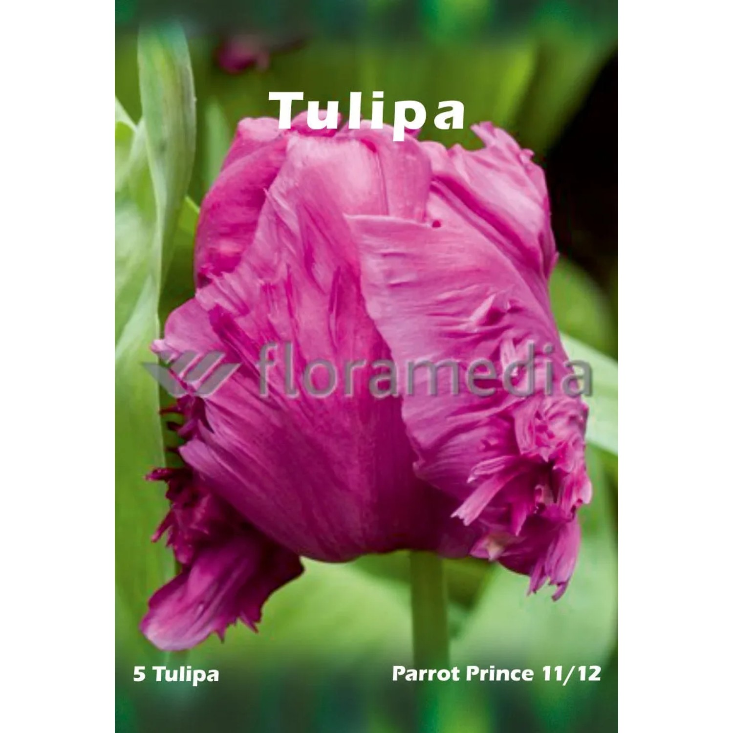 Tulipan odm. Parrot Prince (Tulipa sp.)