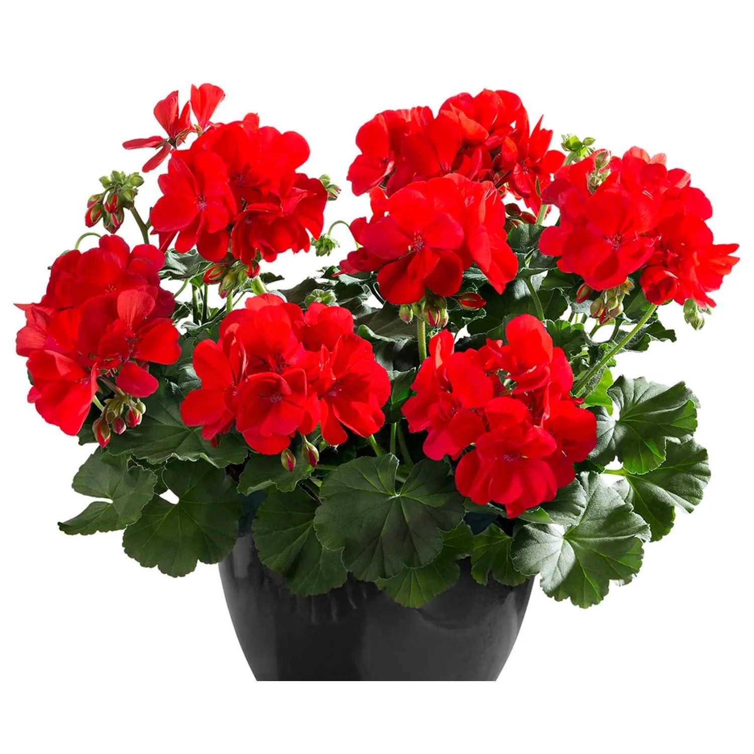 Pelargonia Champion