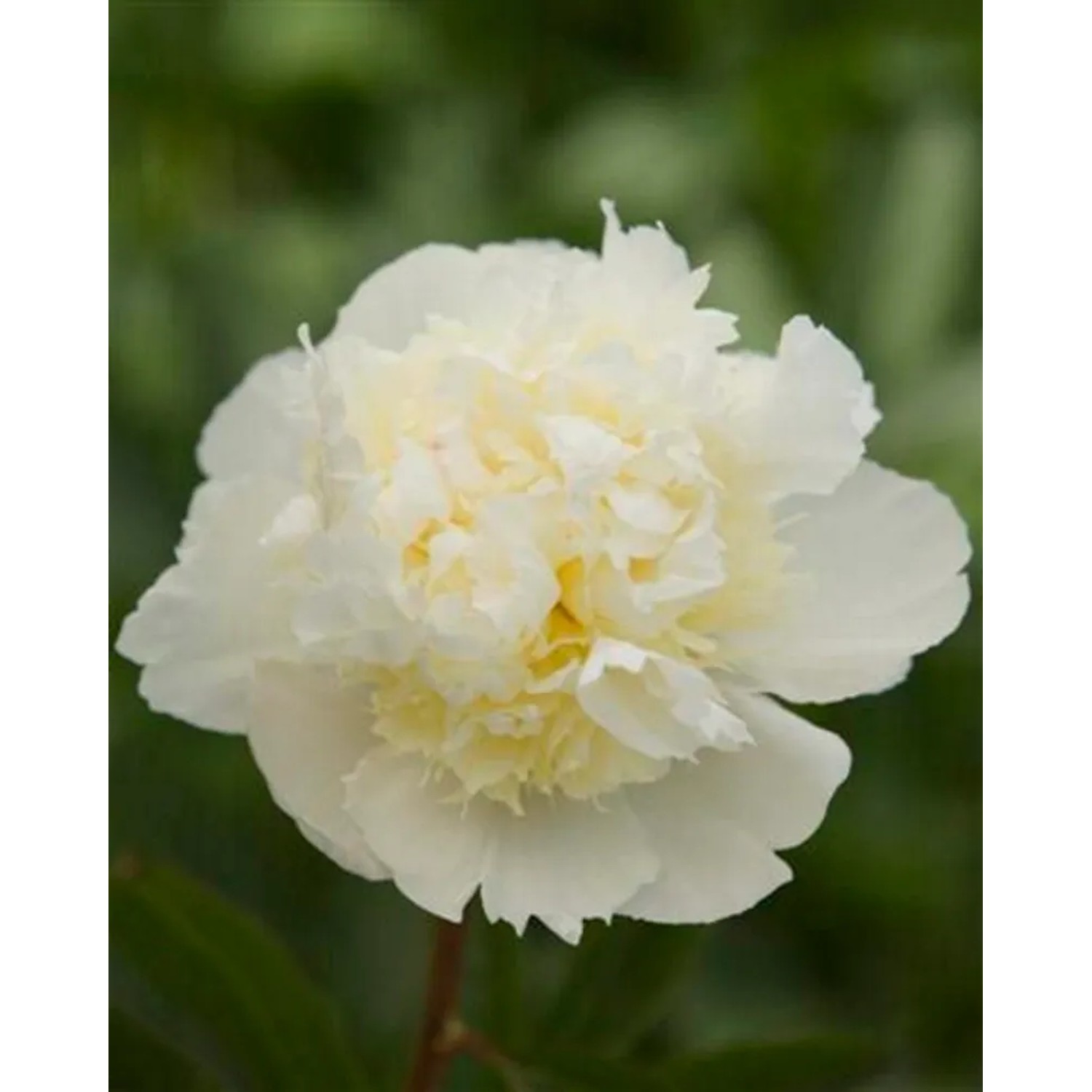 Piwonia, Peonia Laura Dessert (Paeonia sp.)
