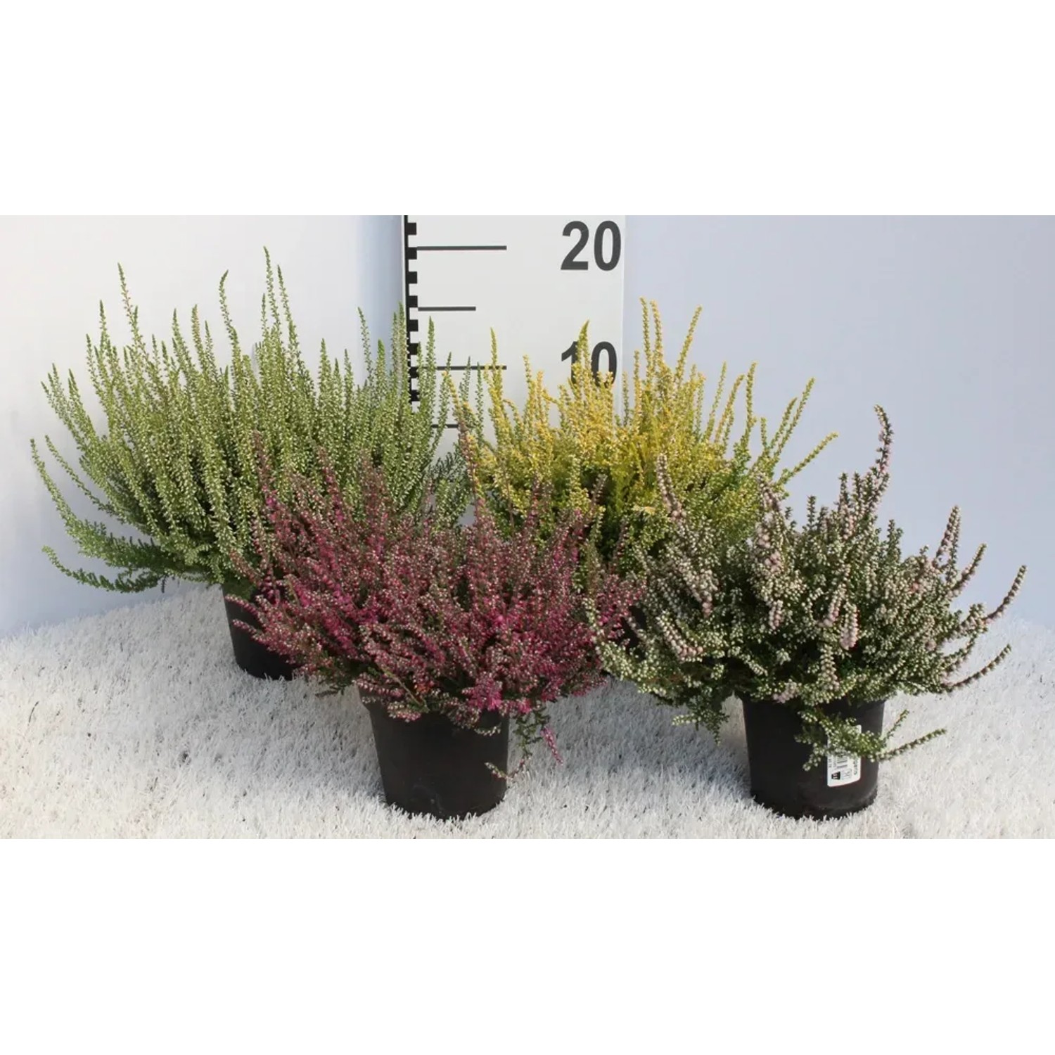 Wrzos (Calluna) odmiany barwne - don. 11 cm