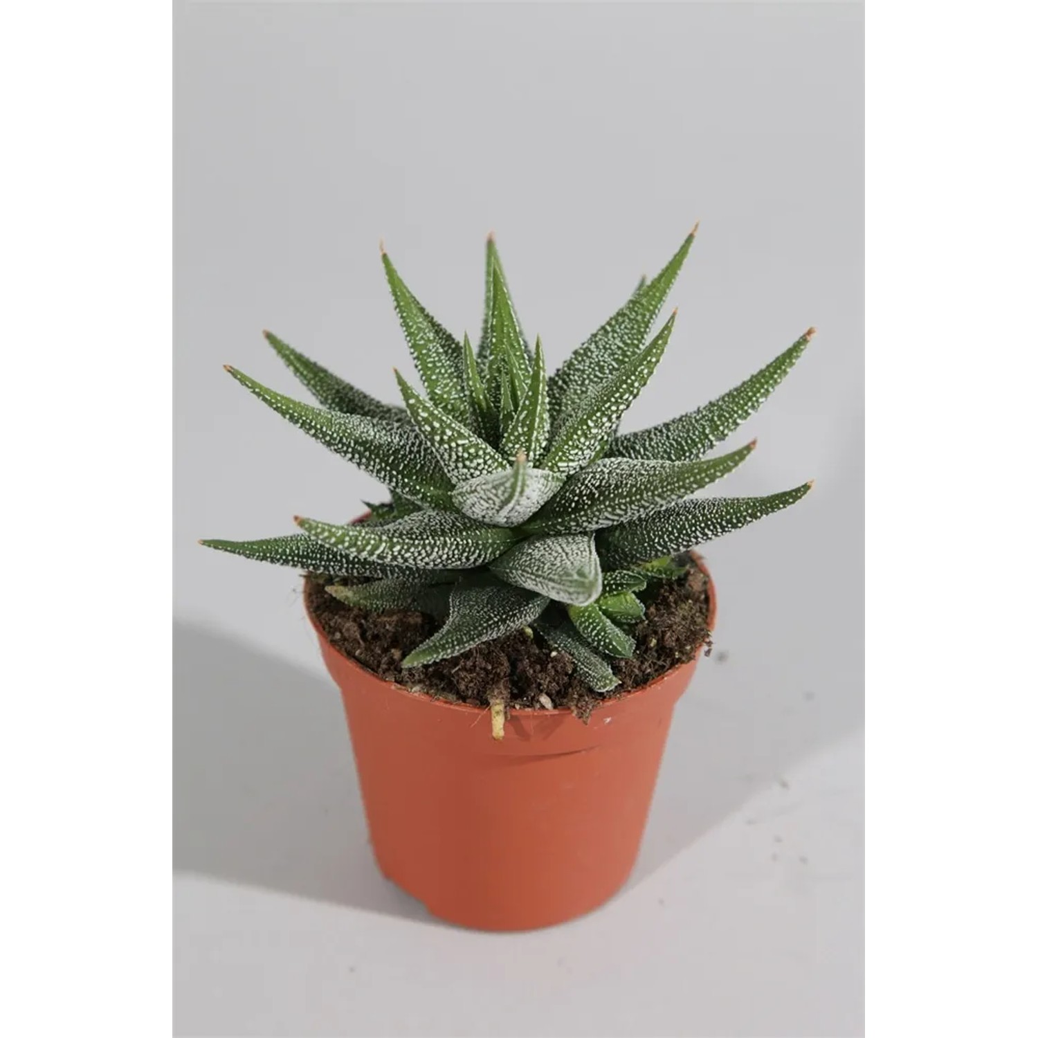 Haworcja - Haworthia Fasc. Conc wys.10cm don.8cm