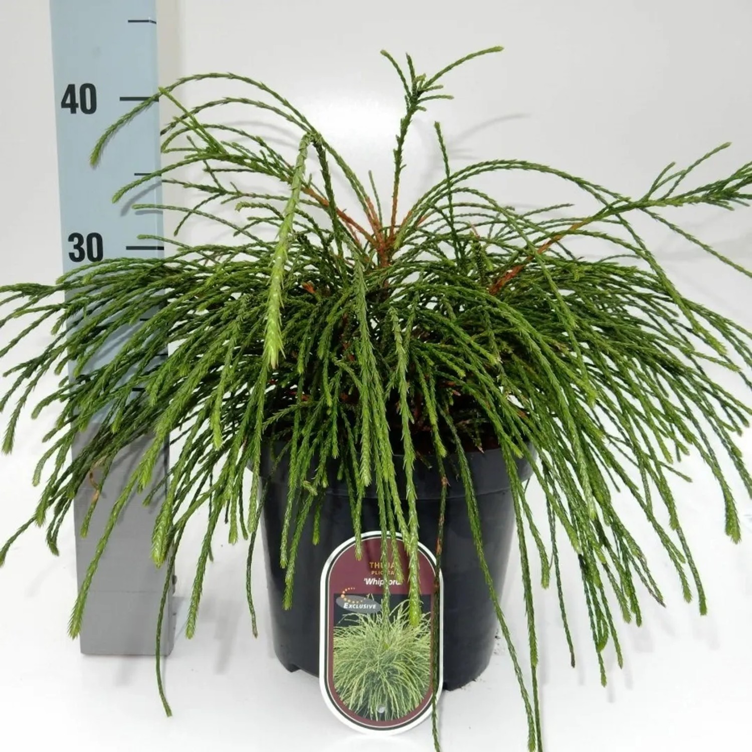 Tuja Whipcord Plicata (Thuja) - don. 5 l