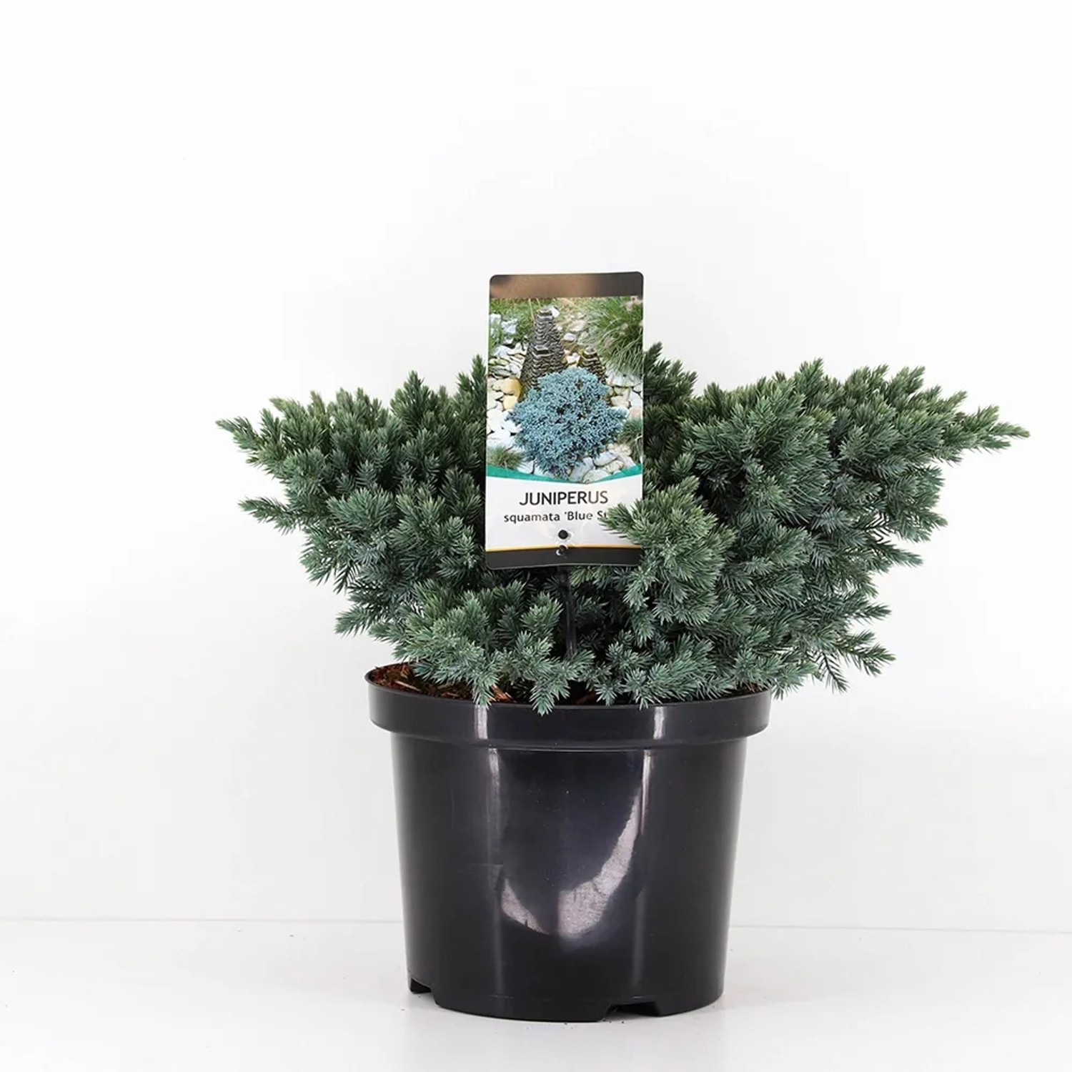 Jałowiec Juniperus squamata Blue Star 19cm