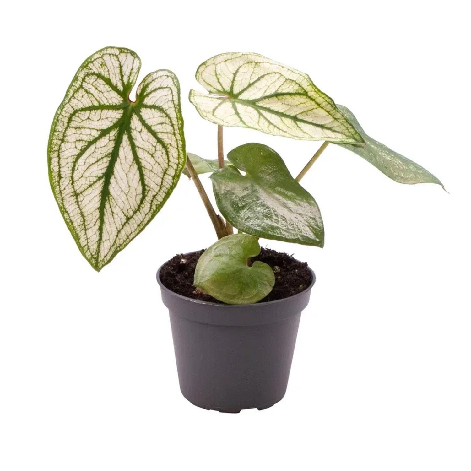 Caladium Pliage don. 6 cm