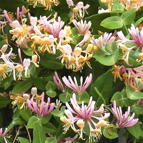 Madressilva Inga - Plântulas: Ilość w opakowaniu: 1 plant