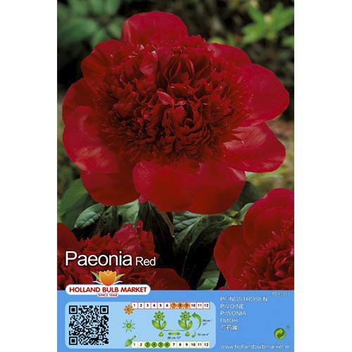 1 szt., Piwonia Red - Cebule: Ilość w opakowaniu: 1 szt.