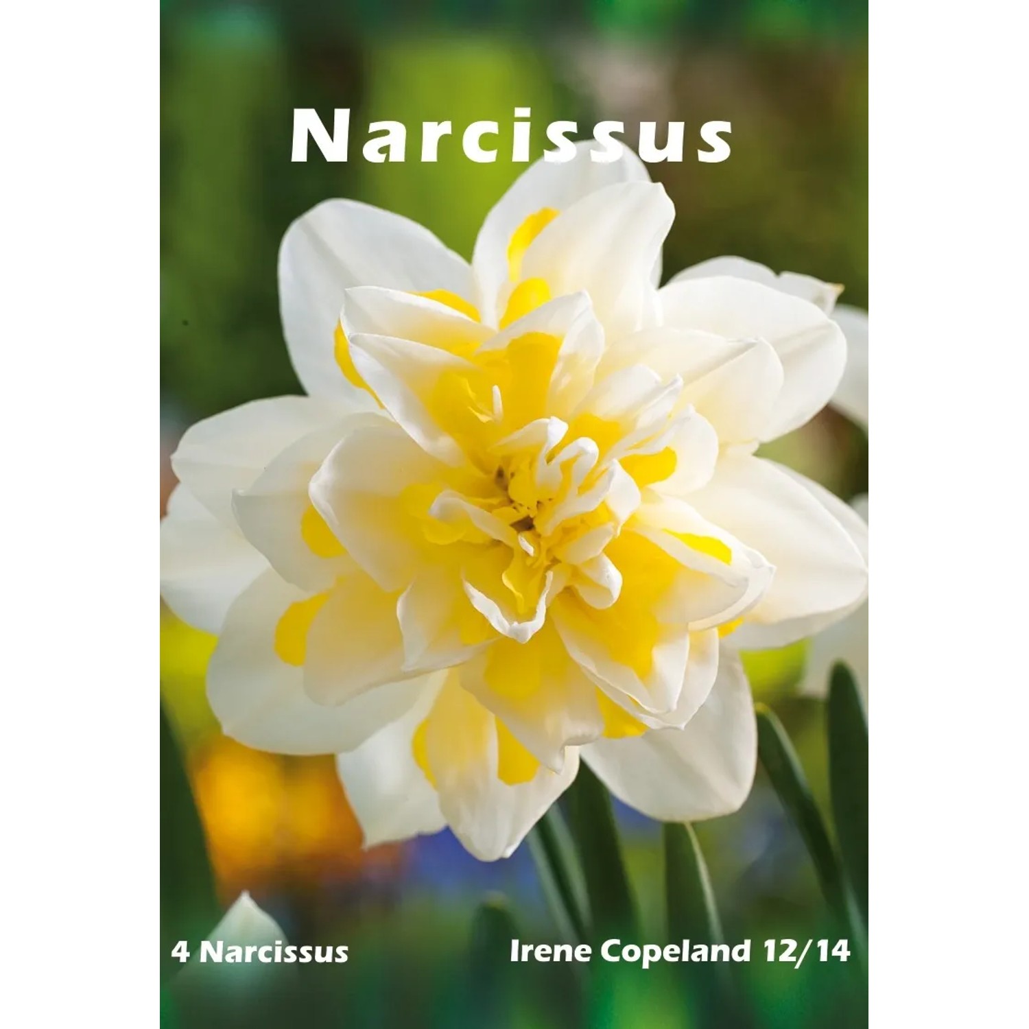 Narcyz Irene Copeland 4szt