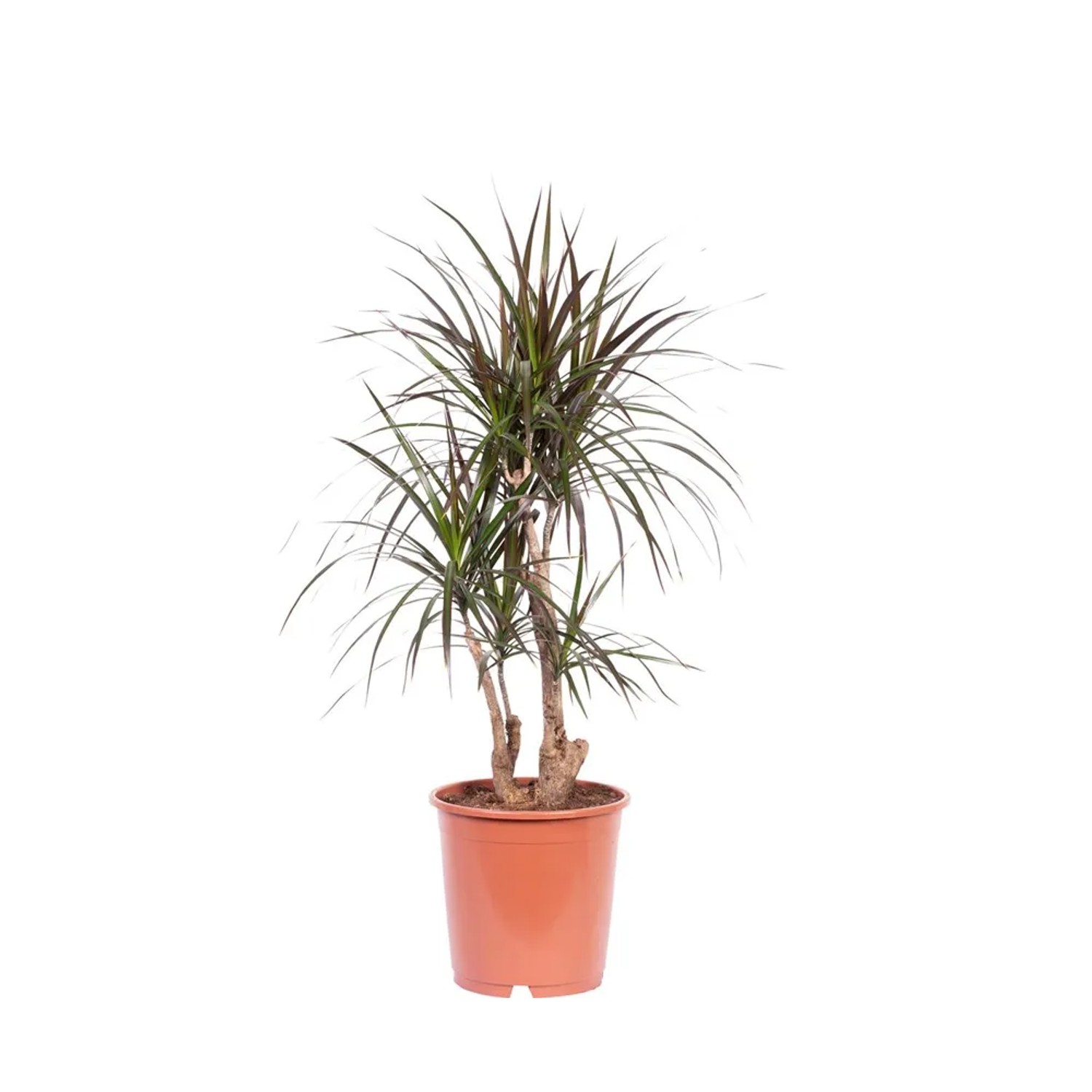 Dracena (Dracaena Marginata) zielona - don. 25 cm