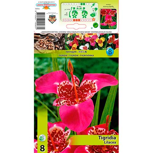 8 cib, Tygřice Lilacea - : Monžstvo balíkov: 8 cib