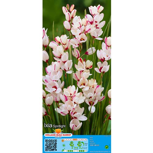 Ixia (Lirio del maíz) Foco - Bulbos: Ilość w opakowaniu: 10 bulbos