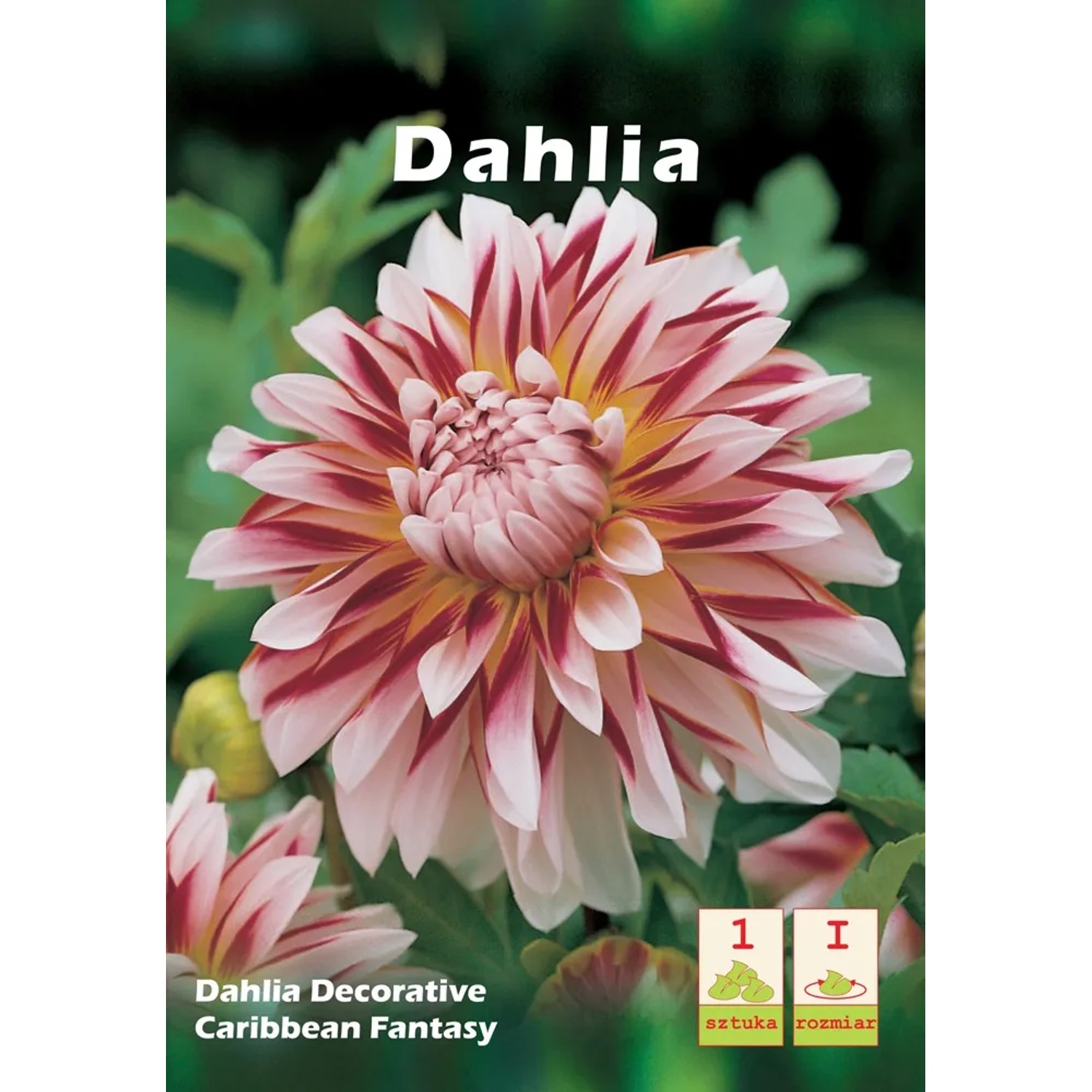 Dahlia decorative Caribbean Fantasy