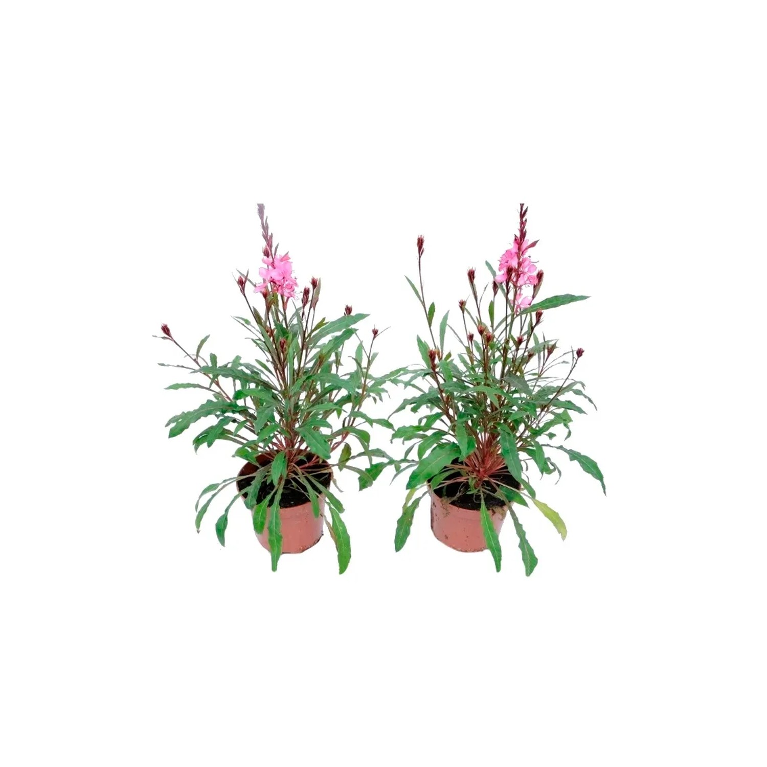 Gaura wys. 15cm w don. 10cm
