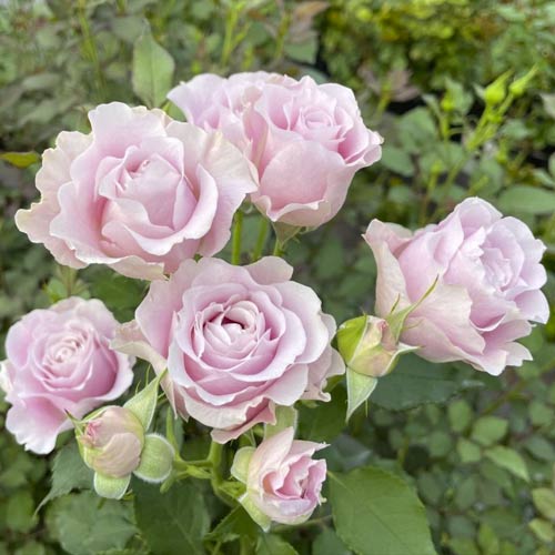 1 saz, Růže floribunda Pink Ruf, С5 - : Monžstvo balíkov: 1 saz