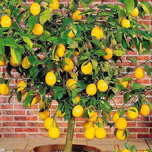 1 szt, Zitronenbaum (Citrus Limon) - Stauden: Ilość w opakowaniu: 1 Stück
