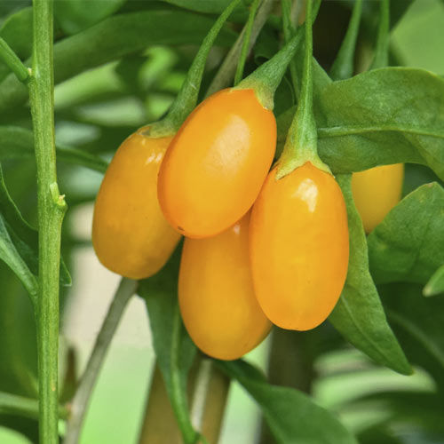 1 Pflanze(n), Gojibeere Amber Sweet Goji , С2 - Setzlinge: Ilość w opakowaniu: 1 Pflanze(n)