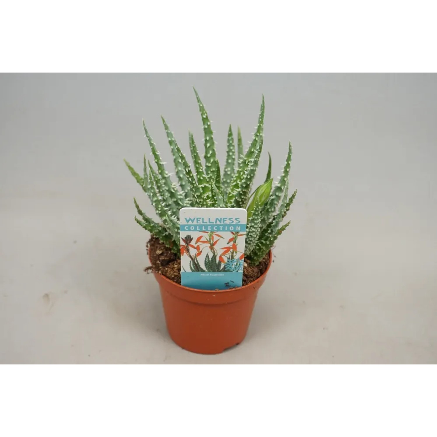 Aloe Humilis z pąkiem wys. 10-15cm don. 8,5cm