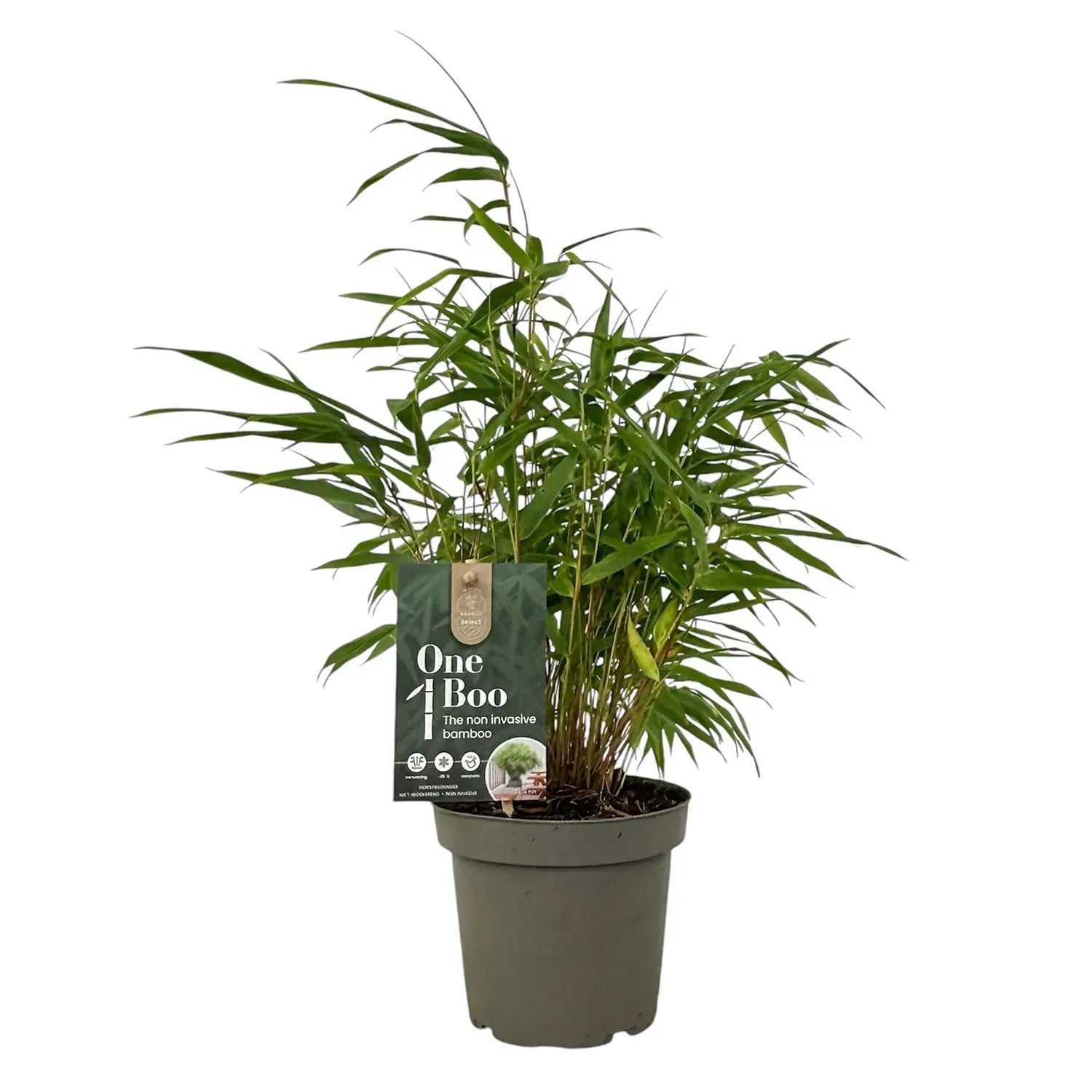 Bambus (Fargesia One boo) don. 14 cm