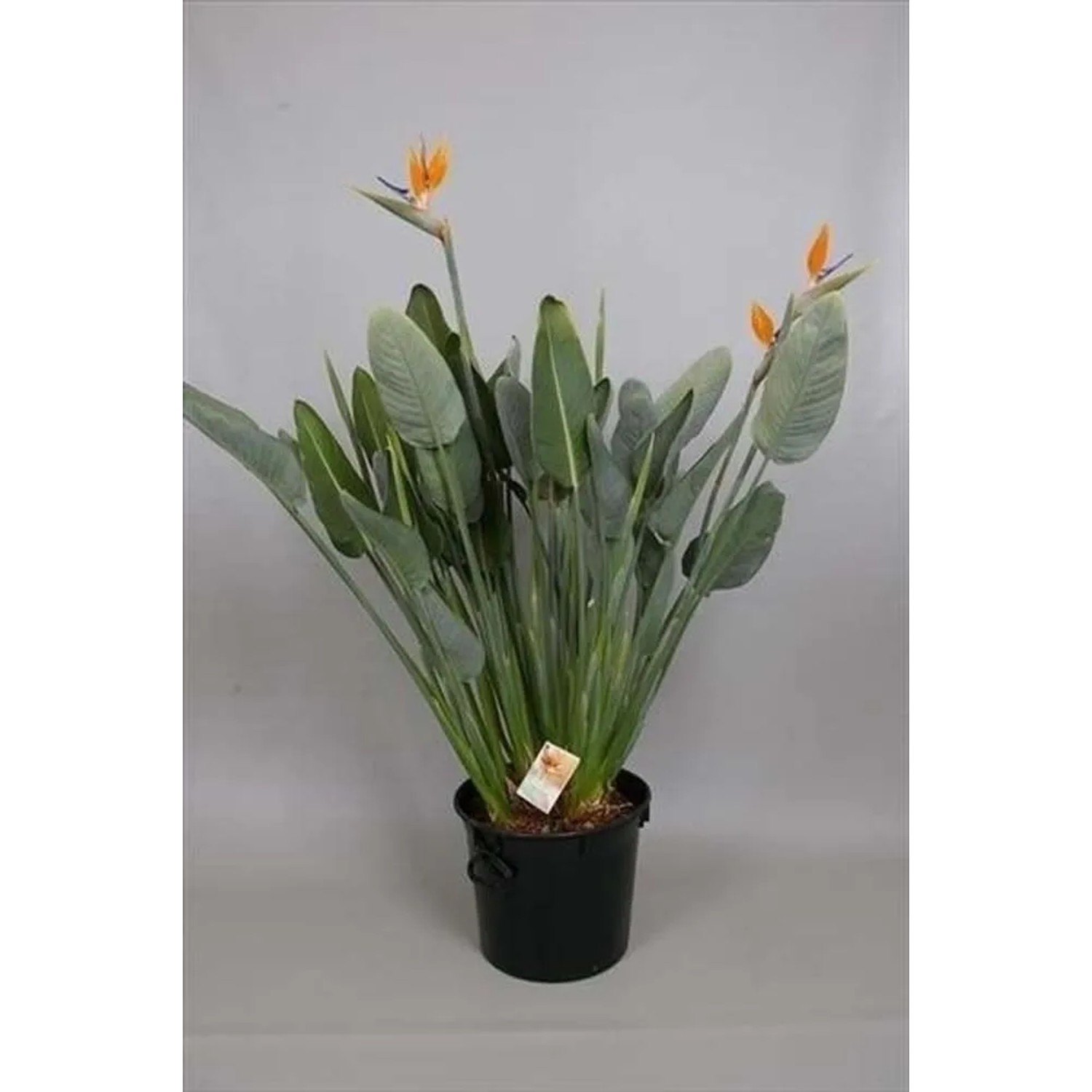 Strelicja królewska (Strelitzia reginae) z pąkami - wys. 135 cm, don. 40 cm