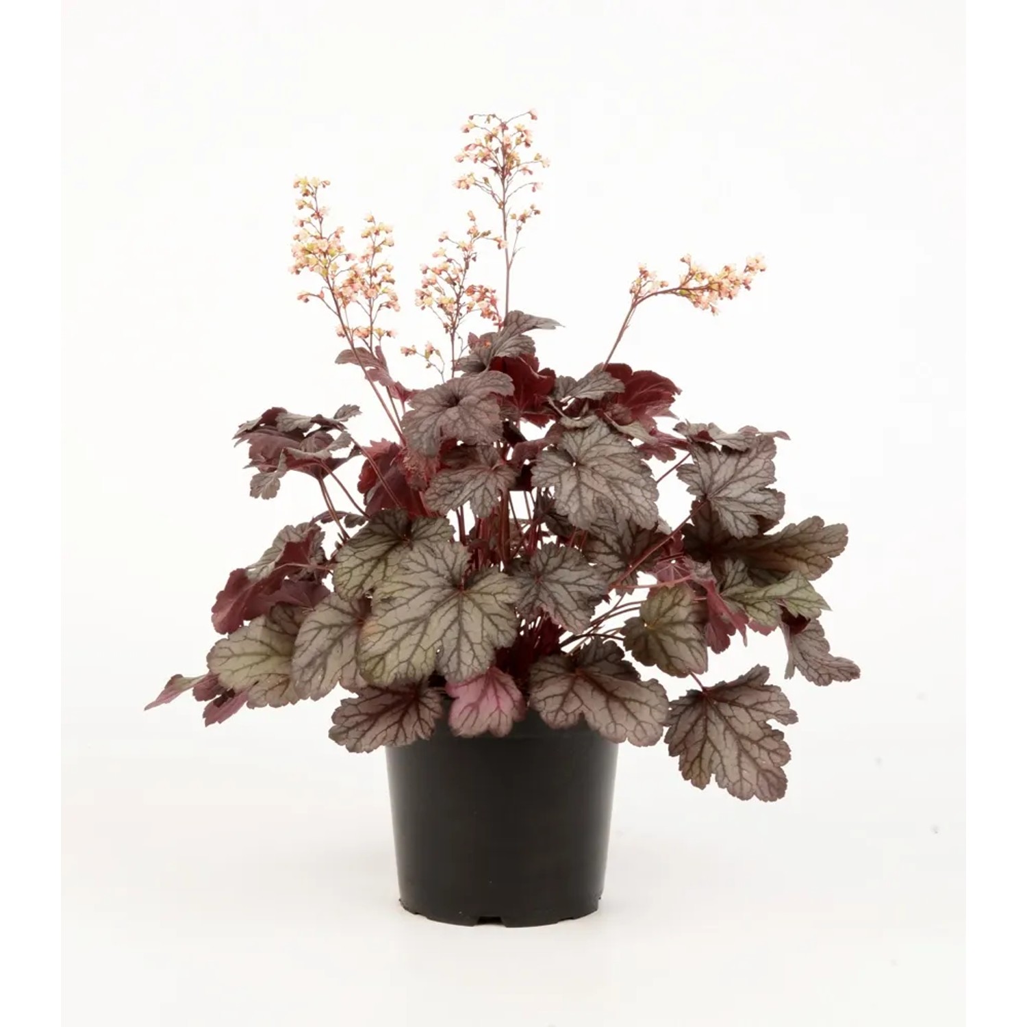 Byliny wys. 40cm don. 19cm