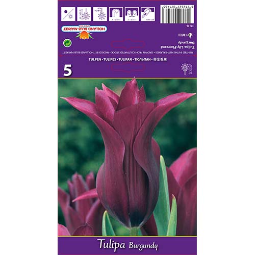 Tulipan liliokształtny Burgundy - Cebule: Ilość w opakowaniu: 5 szt. - GradinaMax