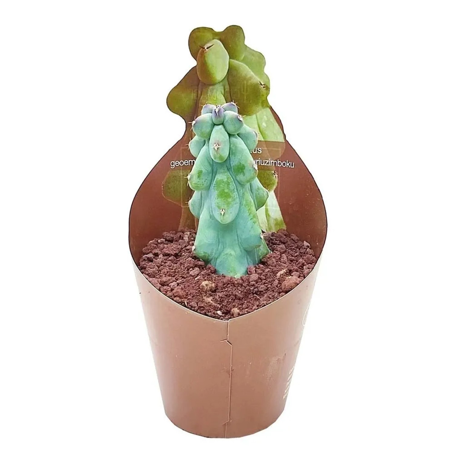 Sukulent (MyrtilloCactus Geometri) - don. 6,5 cm