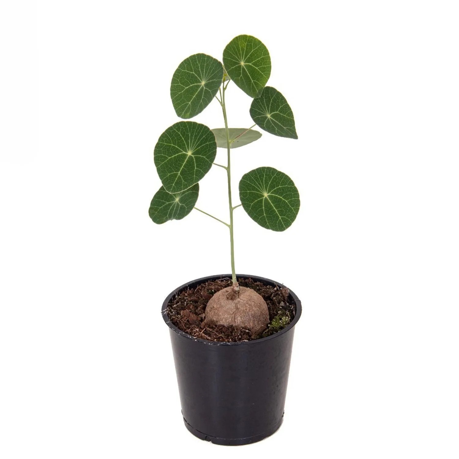 Stephania Erecta - don. 12 cm