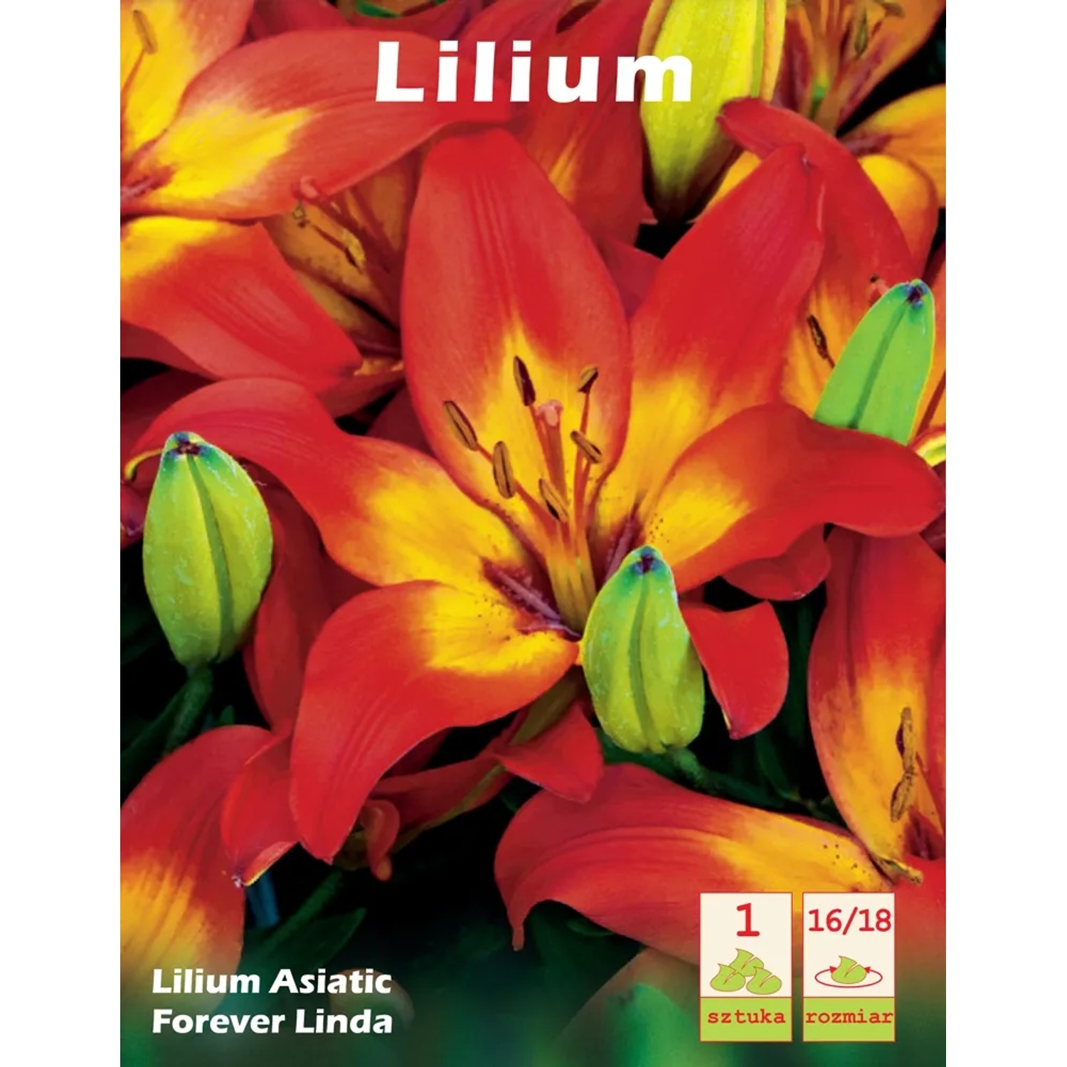 Lilia - Lilium asiaticum Forever Linda 1 szt.
