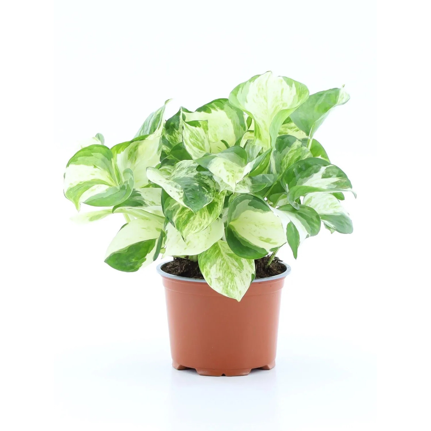 Epipremnum Majula Apple don. 12 cm