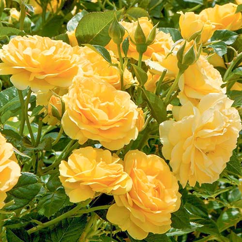 1 Pflanze(n), Rose Gelb (Menge im Paket: 1 Pflanze) - Setzlinge: Ilość w opakowaniu: 1 Pflanze(n)