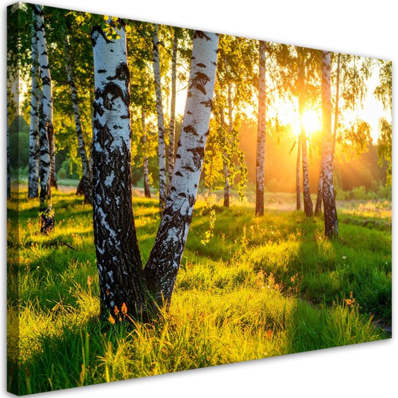 Obraz do salonu sypialni biura Feeby Brzozowy las natura pejzaż 60x40cm 1szt
