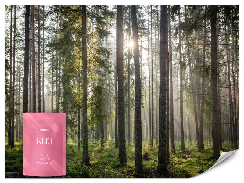 Fototapeta Muralo Las Wschód Słońca 250x175 cm 1szt.