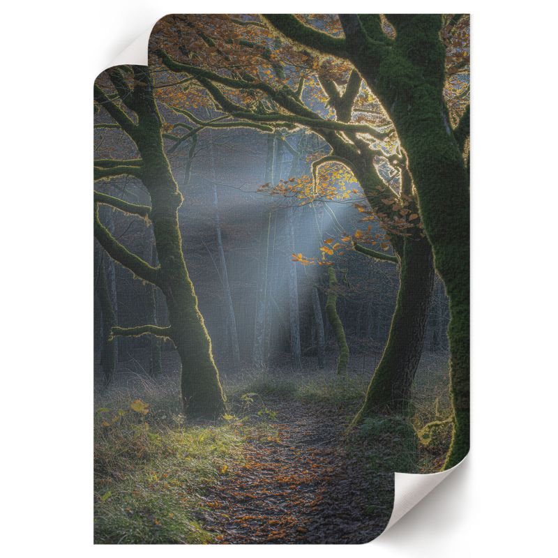 Grafika Na Ścianę ArtPrintCave 42x59,5 cm Jesienny las Magnus 1 szt.