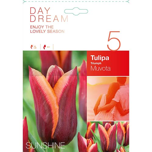 5 szt., Tulipan Triumph Muvota - Cebule: Ilość w opakowaniu: 5 szt.