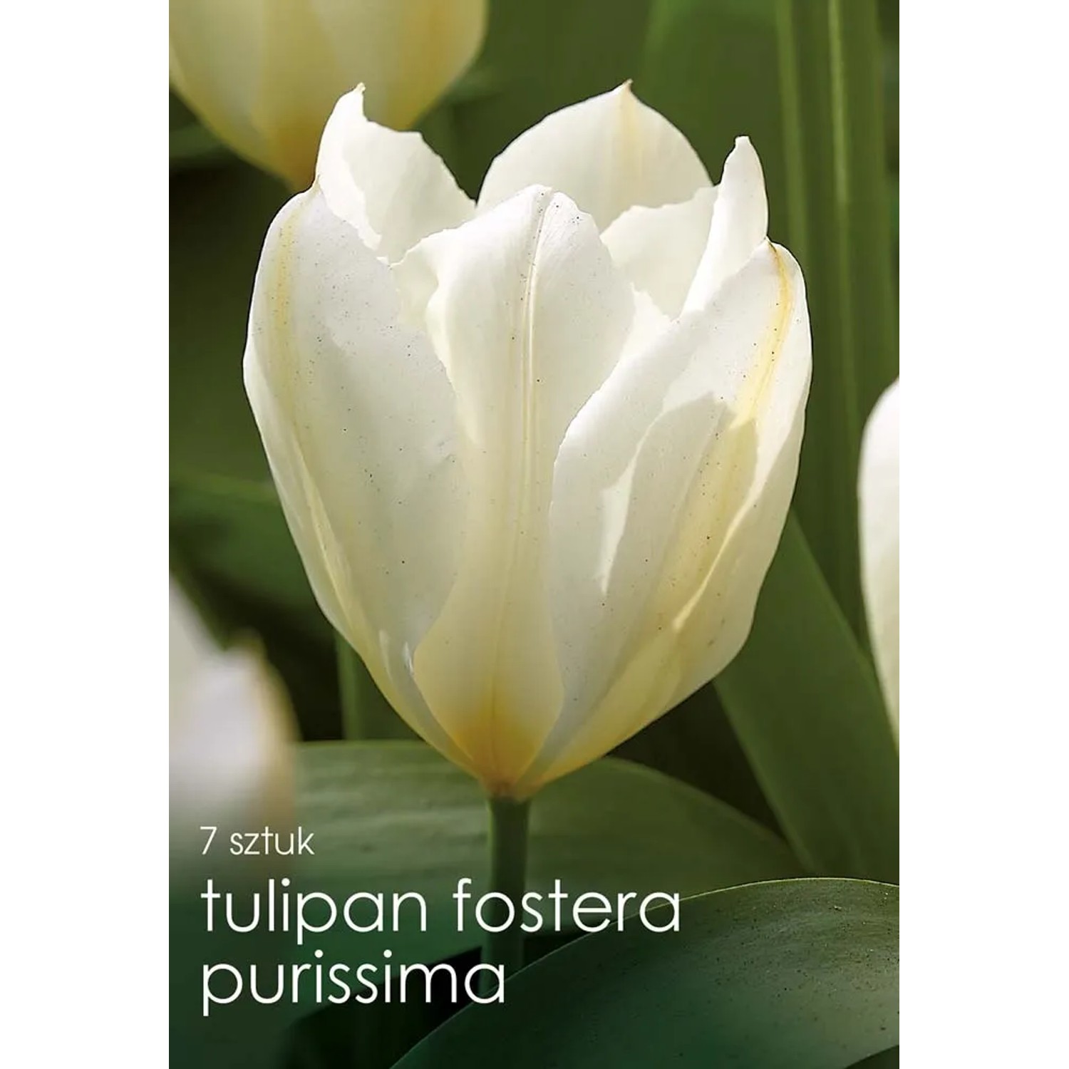Tulipan (Tulipa) Purissima - 7 szt.