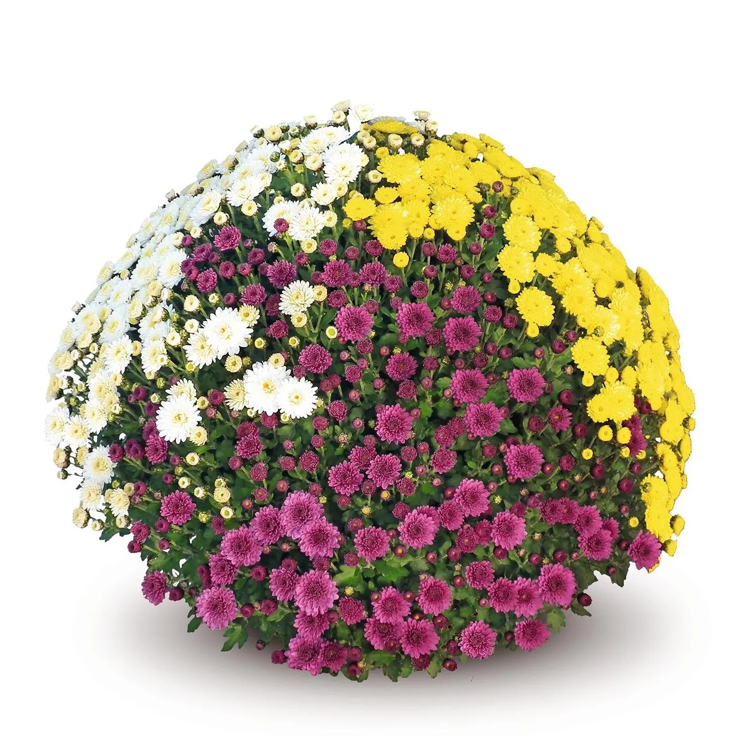 Chryzantema Carnaval (Chrysanthemum sp.) don. 19 cm