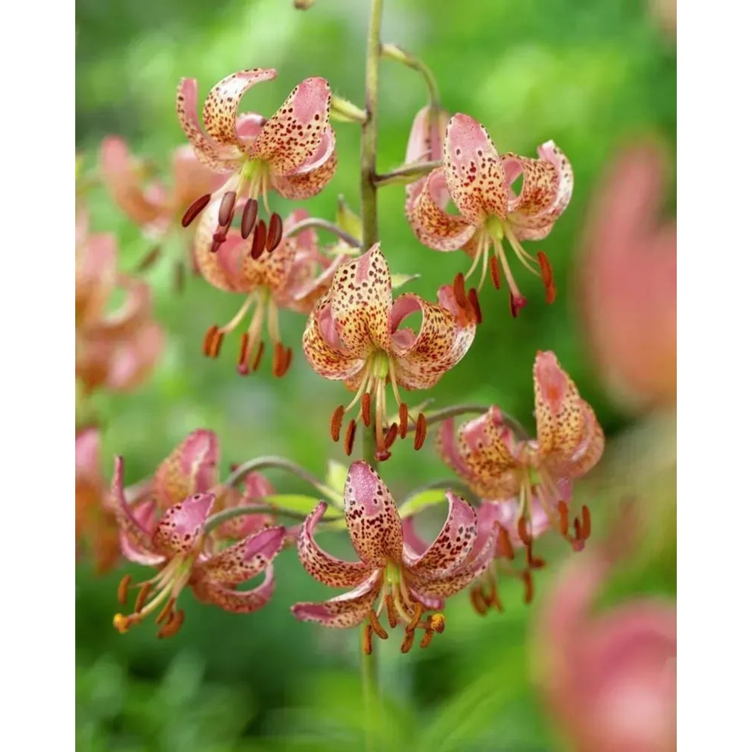 Lilia (Lilium Manitoba Morning)