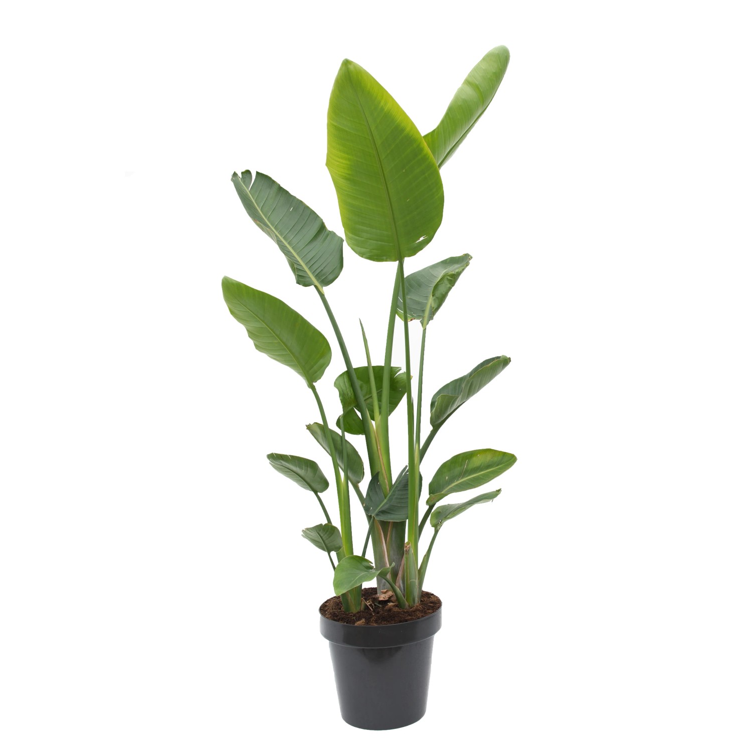 Strelicja biała (Strelitzia Nicolai) - wys. 175 cm, don. 25 l