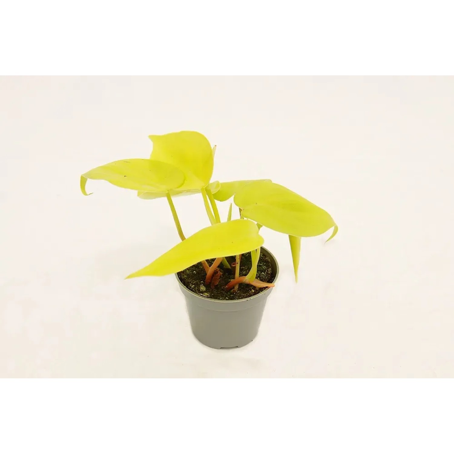 Filodendron (Philodendron Lemon) - don. 6 cm