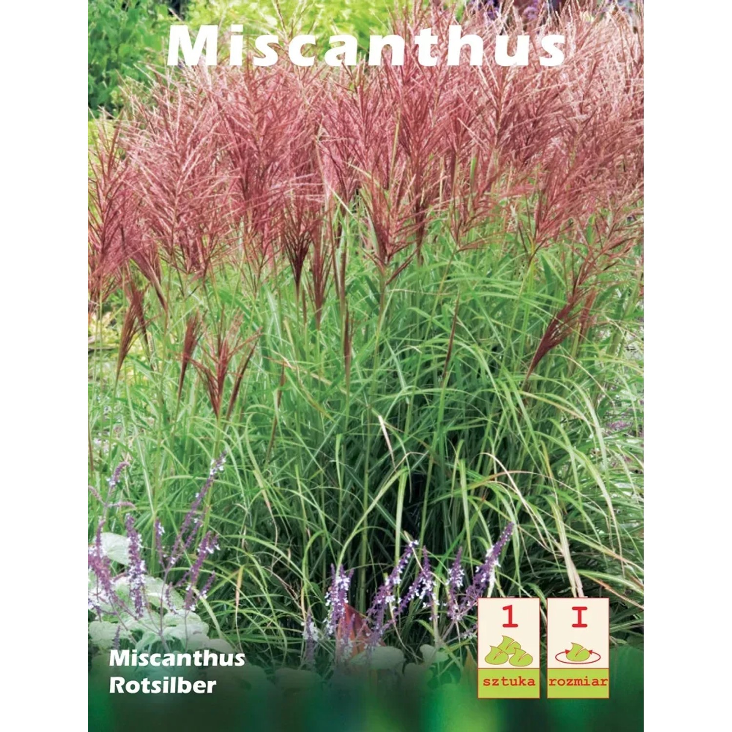 Miscanthus Rotsilber 1szt.